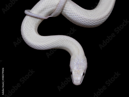 The Texas rat snake (Elaphe obsoleta lindheimeri ) is a subspecies of rat snake, a nonvenomous colubrid found in the United States, primarily within the state of Texas.