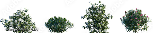 Quadro su tela Set of Viburnum tinus and Nerium oleander frontal isolated png on a transparent