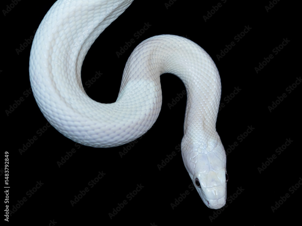 Fototapeta premium The Texas rat snake (Elaphe obsoleta lindheimeri ) is a subspecies of rat snake, a nonvenomous colubrid found in the United States, primarily within the state of Texas.