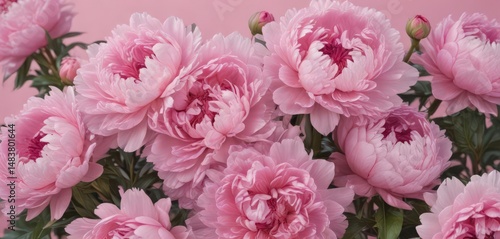 Dense cluster of pink peonies, soft pink backdrop,  beauty,  bloom