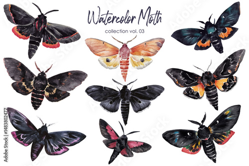 Vector Watercolor Moth and Butterfly Insect Collection Isolated on a White Background
