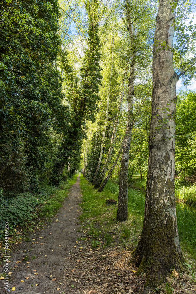 Fototapeta premium A narrow path between birch trees and fresh spring green
