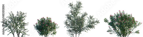 Billede på lærred Set of Sophora davidii and Nerium oleander frontal isolated png on a transparent