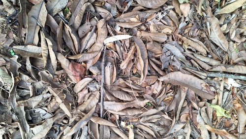 Wallpaper Mural Explore the natural texture of dry and dead leaves piled on the ground, a classic scene of autumn with brown leaf litter covering the forest floor Torontodigital.ca