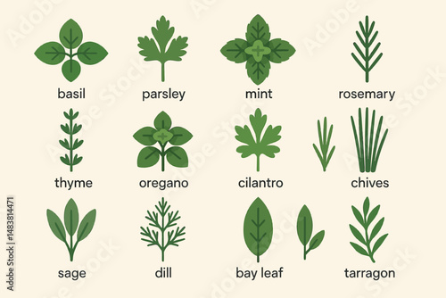 Illustrated collection of culinary herbs: basil, parsley, mint, and more