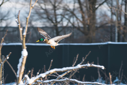 A Mallard Duck in Flight over Snowy Branches on a Winter's Day