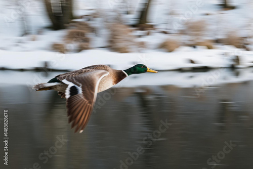 A Mallard Duck in Flight Over a Serene Winter Pond with Snowy Bank