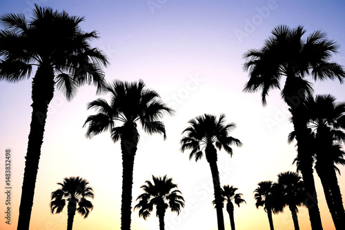 Silhouetted Palm Trees Against a Vibrant Sunset Sky