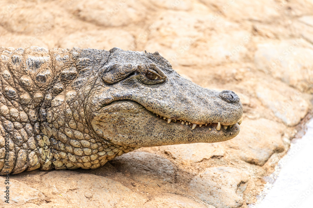 Obraz premium Alligator sunbathing on the grass