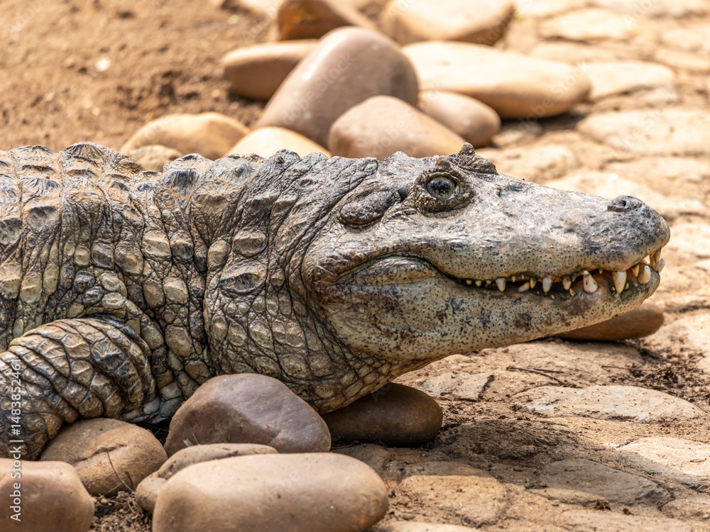 Fototapeta premium Alligator sunbathing on the grass
