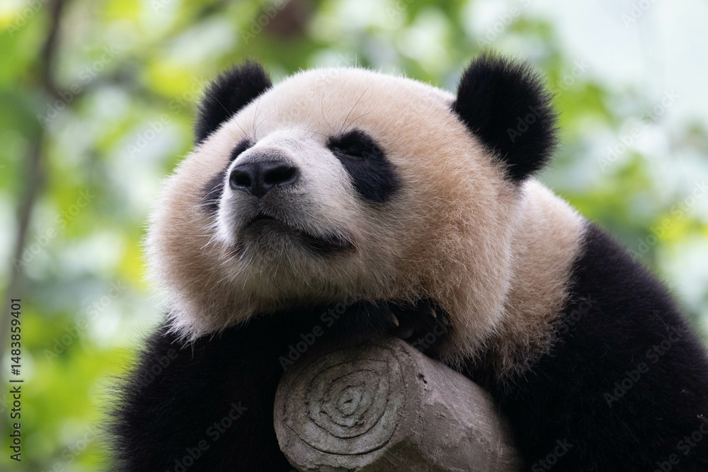 Obraz premium A Portrait of Fluffy Sleeping Panda