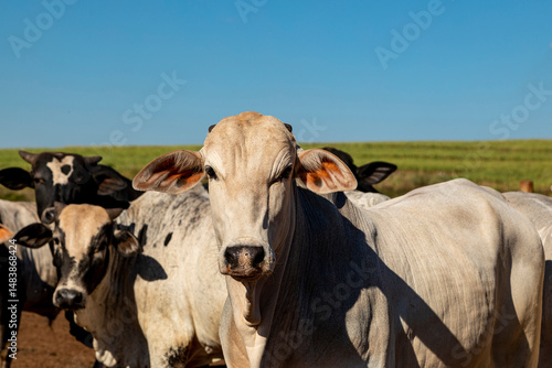 Portrait of a crossbreed ox of the angus breed with nellore