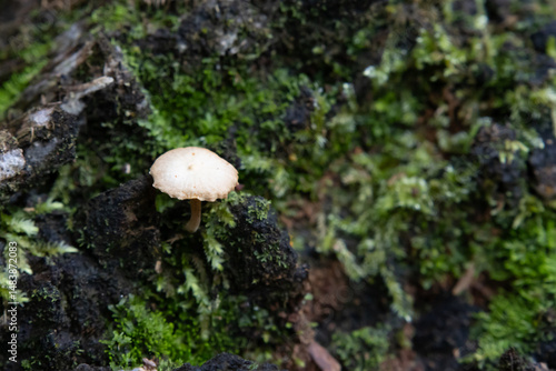 A small mushroom on a damp, mossy log