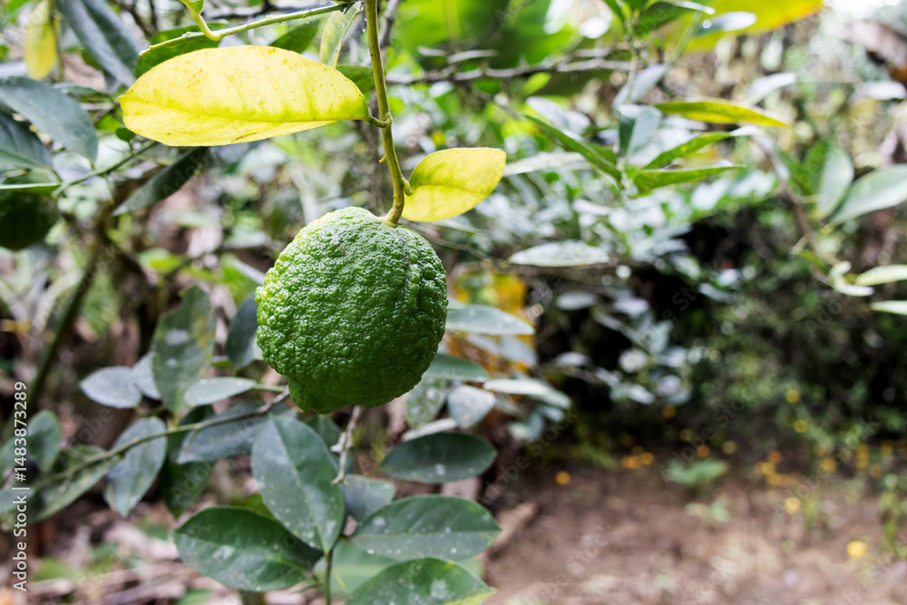 Fototapeta premium A Sicilian lemon isolated on the tree