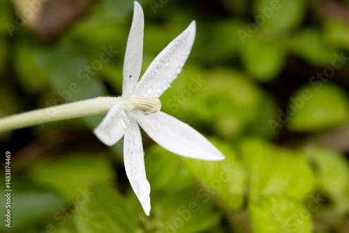 A white flower known as Hippobroma longiflora photographed up close