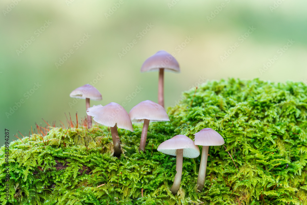 Little Lilac Bonnet mushroom's also known as Mycena pura