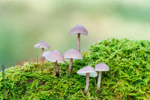 Obraz na płótnie Little Lilac Bonnet mushroom's also known as Mycena pura w salonie