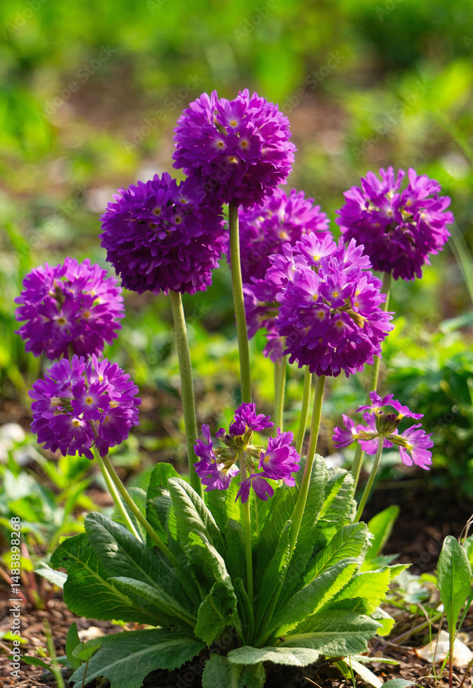 Obraz premium Blooming purple primrose flower in the spring garden