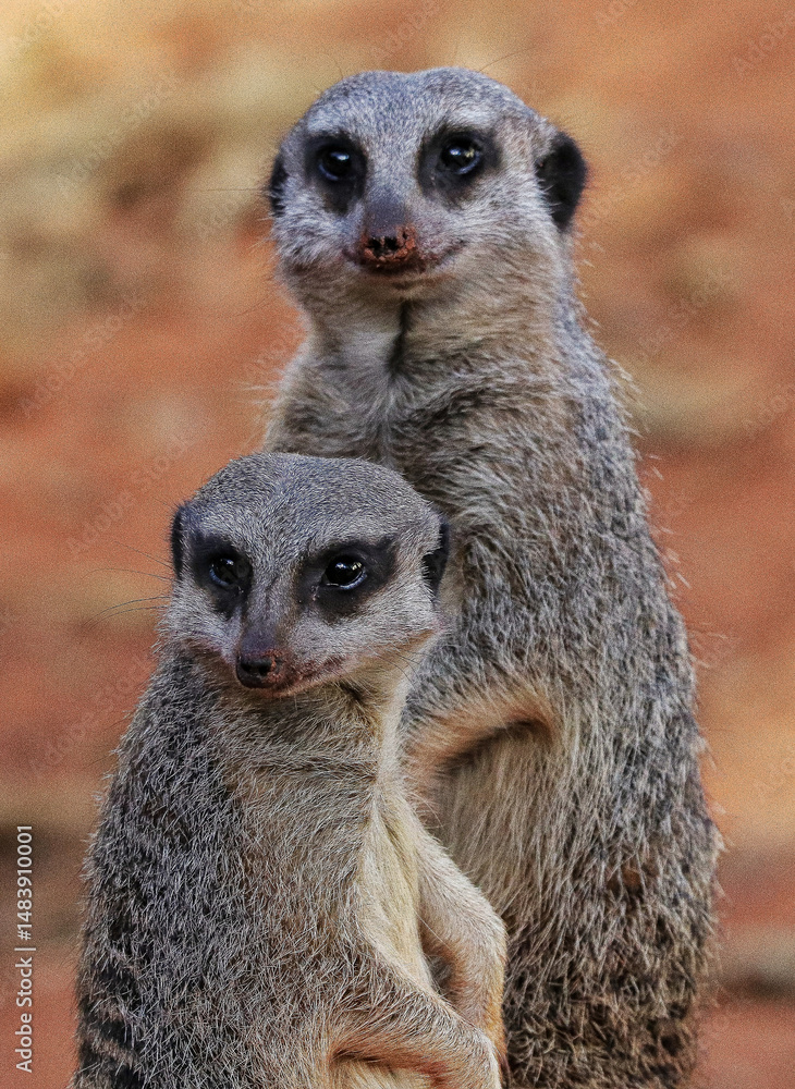 Fototapeta premium Portrait of Meerkat Suricata suricatta, African native animal, small carnivore belonging to the mongoose family.