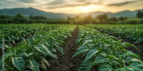 Organic farming grows leafy green or sweet peppers (Capsicum annuum) in the field