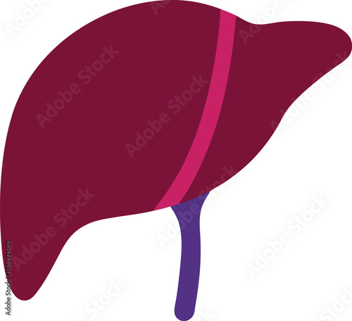 Liver icon on vector illustration 