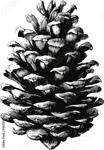 Detailed black and white illustration of a pine cone sketch, nature art drawing. Vector illustration