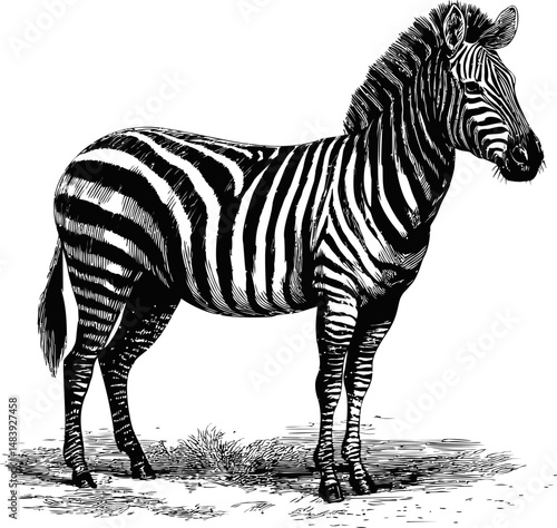 Black and white illustration of a zebra standing on grass with detailed stripes. Vector illustration in sketch style