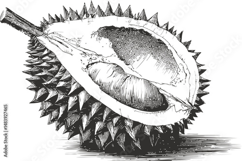 Illustration of a detailed durian fruit cut in half with spiky outer skin. Vector illustration in sketch style