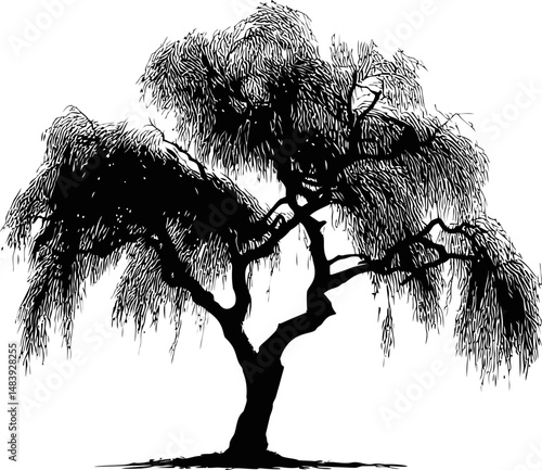 Black silhouette of a willow tree with drooping branches. Vector illustration in sketch style