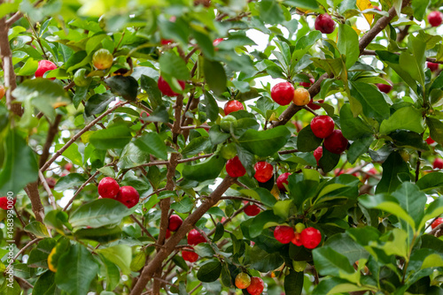 Fotografie Beautiful and tasty Acerola (Malpighia emarginata) on the tree