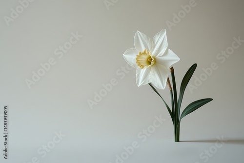 Wallpaper Mural A daffodil, a type of flower, is seen on a white background without any other objects surrounding it. The daffodil stands alone, separated from its surroundings Torontodigital.ca