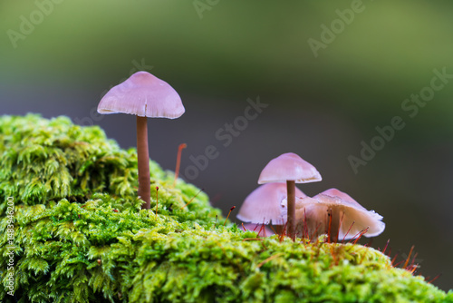 Little Lilac Bonnet mushroom's also known as Mycena pura