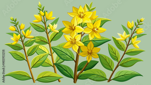 Perennial wildflowers flowers the Dotted Loosestrife or Large Loosestrife or Circle flower (Latin: Lysimachia punctata) is a flowering plant species in the family Primulaceae. Yellow flowers close  ve