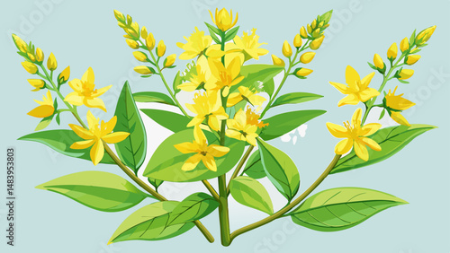 Perennial wildflowers flowers the Dotted Loosestrife or Large Loosestrife or Circle flower (Latin: Lysimachia punctata) is a flowering plant species in the family Primulaceae. Yellow flowers close  ve