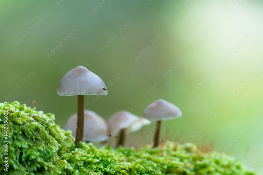 Little Lilac Bonnet mushroom's also known as Mycena pura