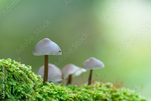 Obraz na płótnie Little Lilac Bonnet mushroom's also known as Mycena pura w salonie