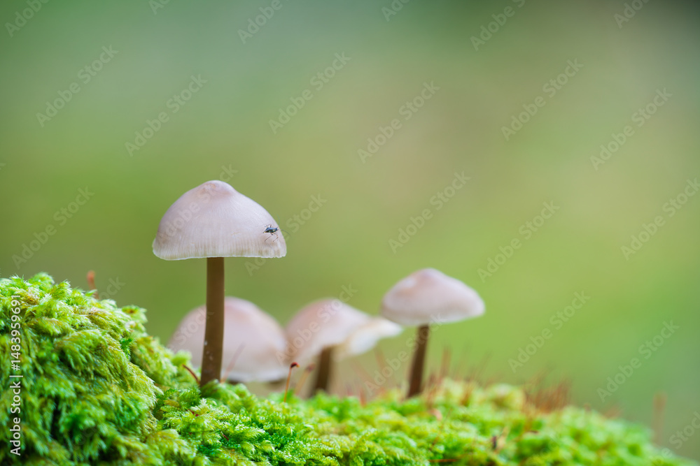 Little Lilac Bonnet mushroom's also known as Mycena pura