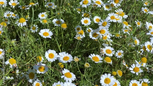A sunlit field covered with bright white crowned daisies with yellow centers on a spring day. Konya, Turkey, Lake Beysehir. Daisy flowers in the spring season. 4К	