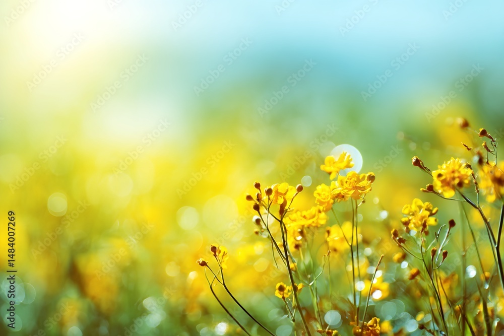 Obraz premium Yellow Wildflowers in a Sunlit Field