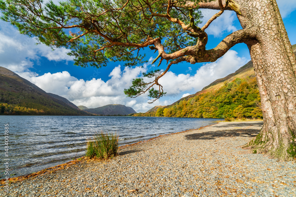 Lone tree at the shore of Buttermere Lake. Lake District. UK