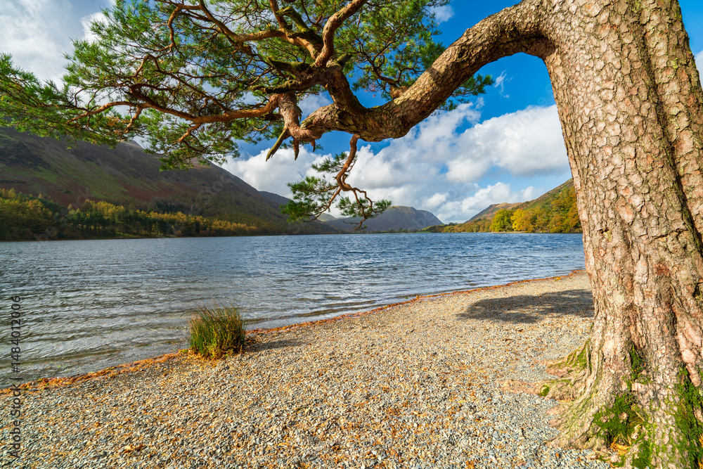 Lone tree at the shore of Buttermere Lake. Lake District. UK