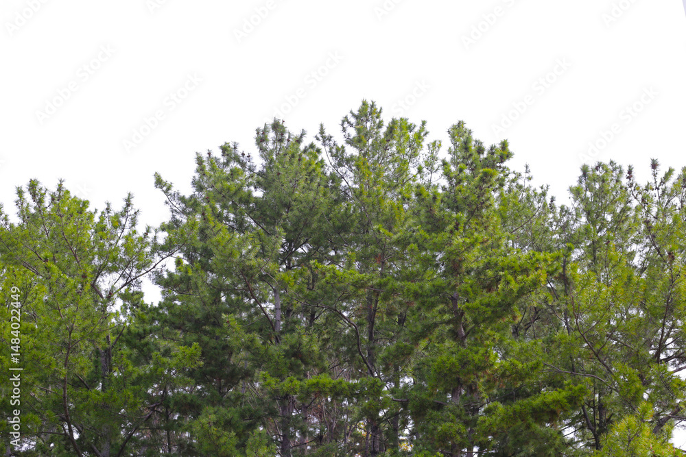 Fototapeta premium Pine trees of Japan forest