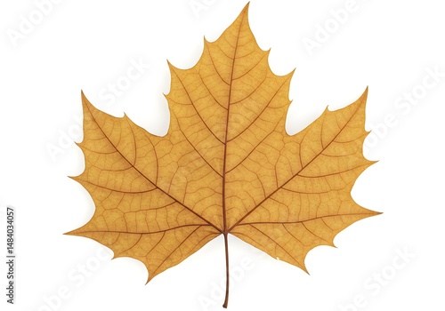 Wallpaper Mural Vibrant Autumn Maple Leaf Golden Hues of Fall Foliage Torontodigital.ca