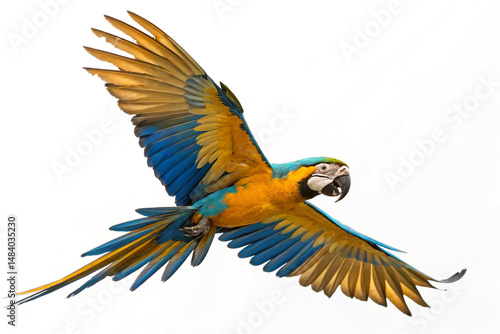 Vibrant multicolored parrot in mid-flight, wings spread wide on white photo
