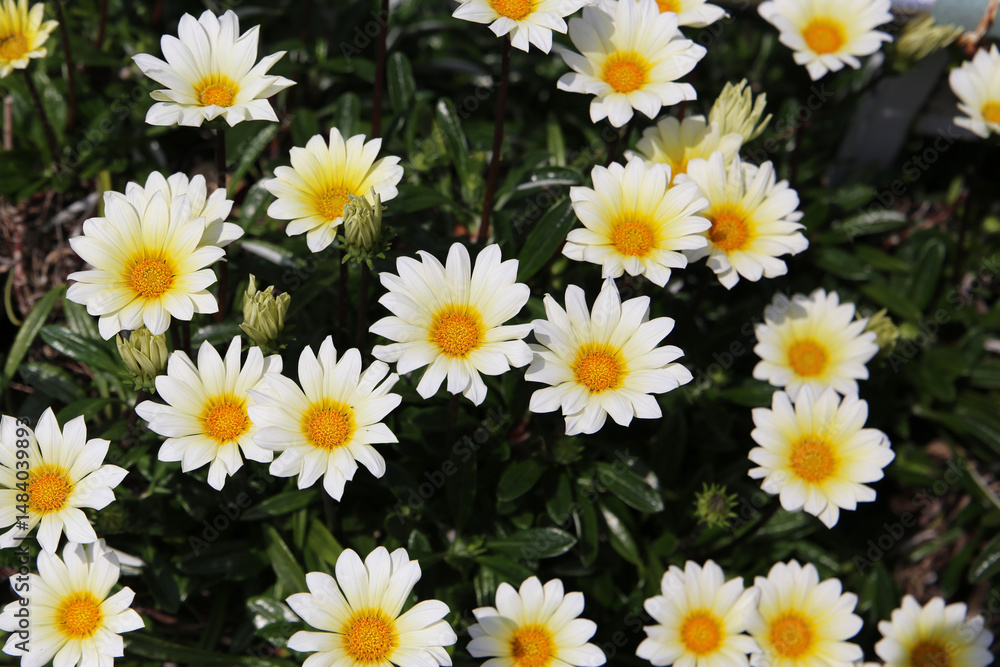 White gazania blooming in the Japanese garden White gazania blooming in the Japanese garden