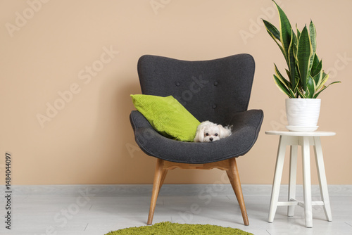 Cute Maltese dog in armchai...