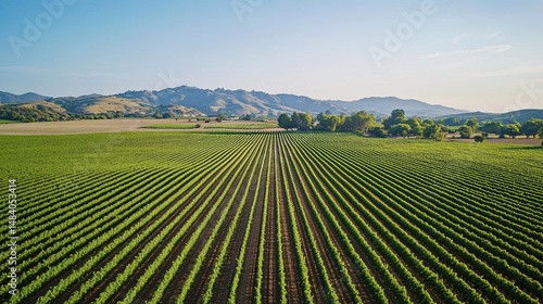 Wallpaper Mural Aerial Drone Surveillance of Lush Green Farmland for Crop Monitoring and Agriculture Management Torontodigital.ca