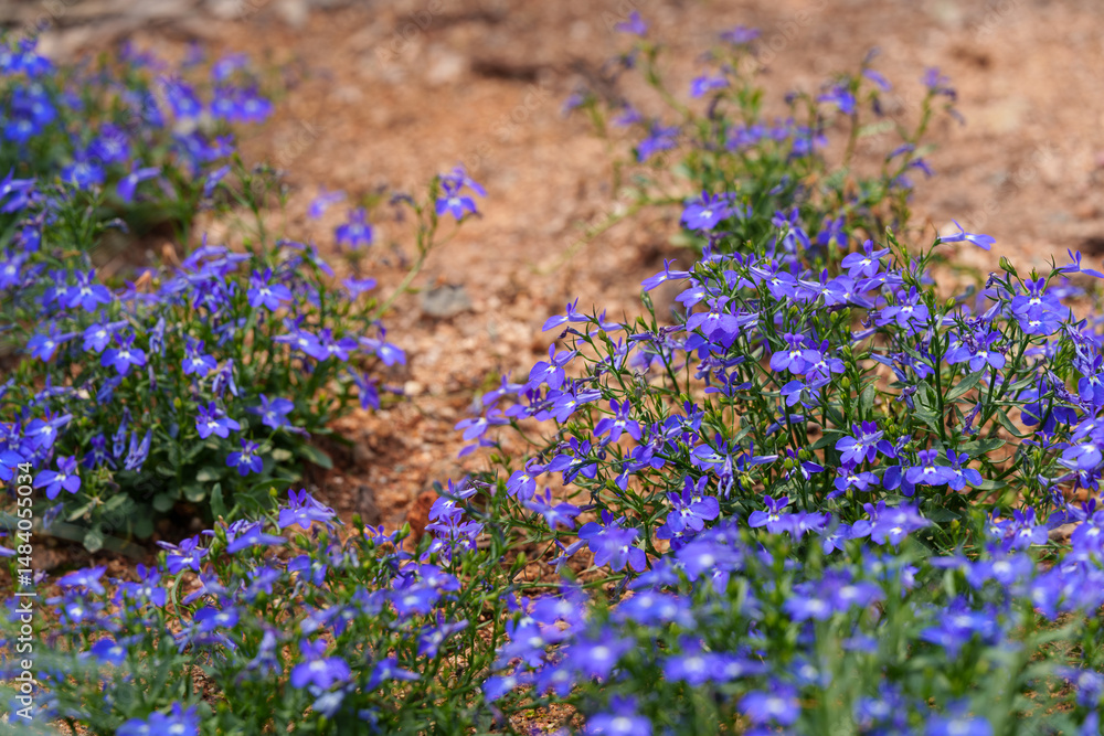 Fototapeta premium Close-up photo of blue Lobelia flowers in full bloom in spring