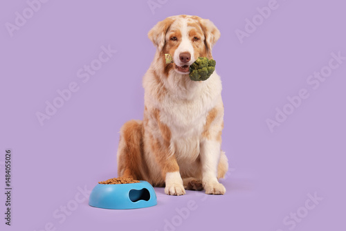 Cute Australian Shepherd do...