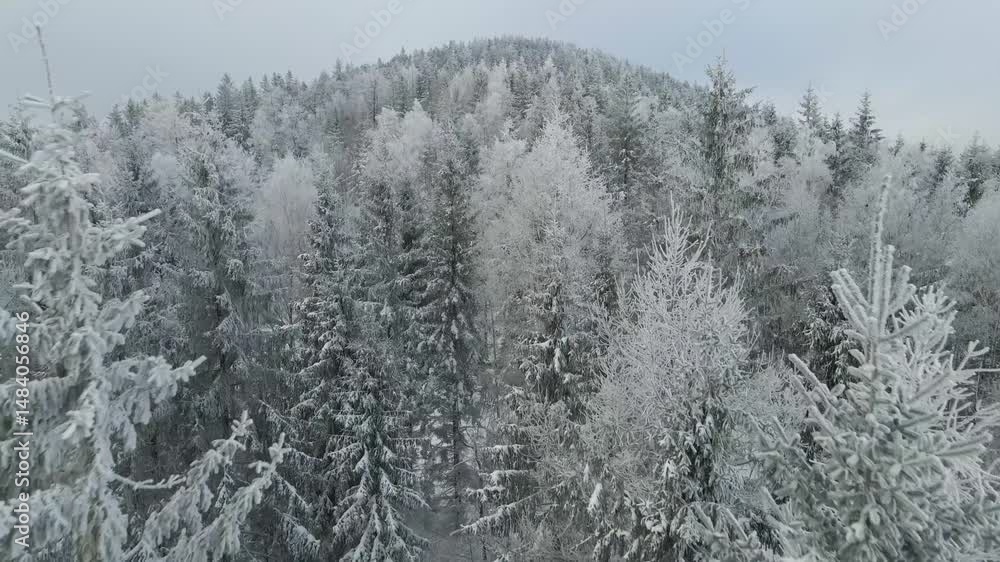 coniferous forest winter mountains drone view coniferous forest winter mountains drone view